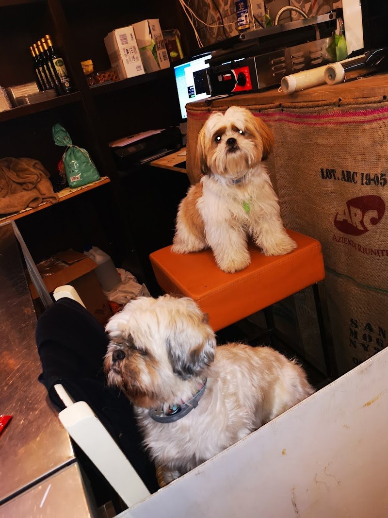 Quattrozampe Articoli e Prodotti per Animali - Foto 3