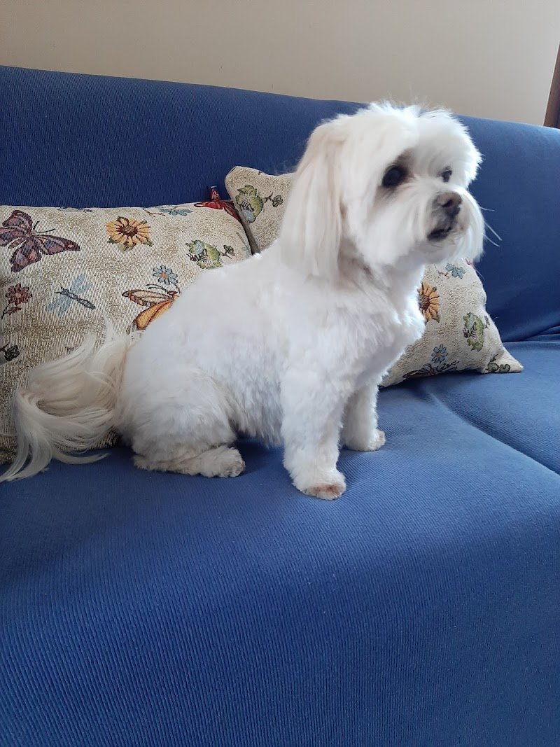 Quattrozampe - Foto 1