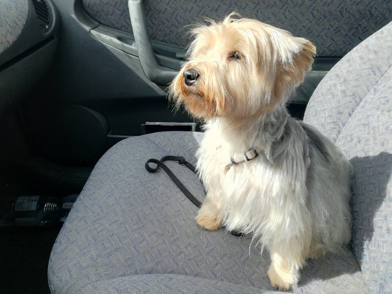 Quattrozampe - Foto 2