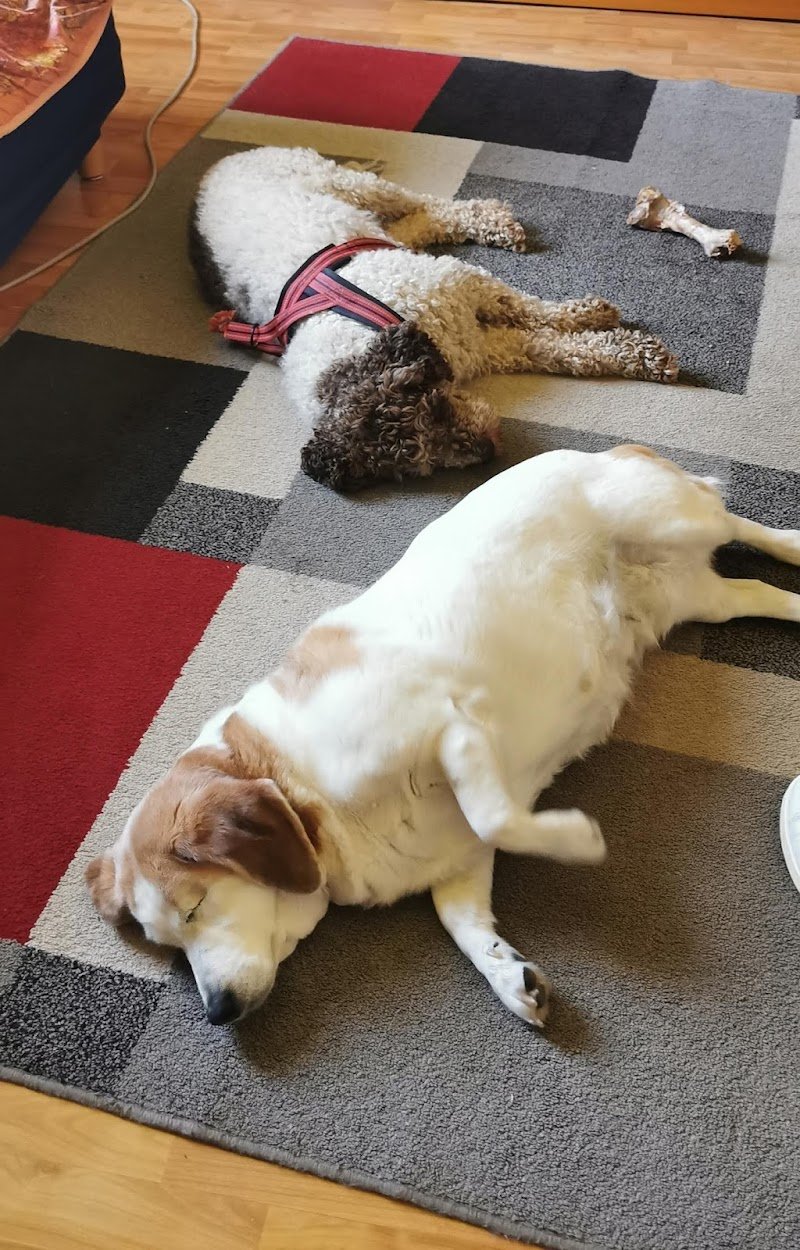 Quattrozampe - Foto 3