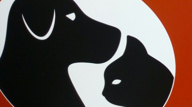 Queen Pet paceco - Foto 2