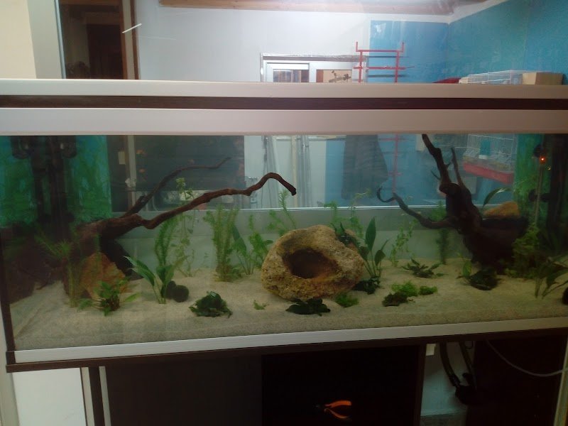 Queen Pet paceco - Foto 6