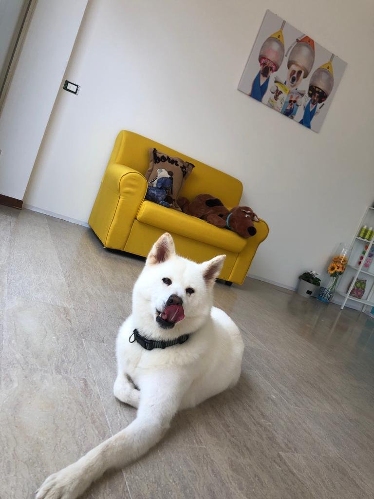 QueridaShop Toelettatura di Silvia Demo - Foto 3