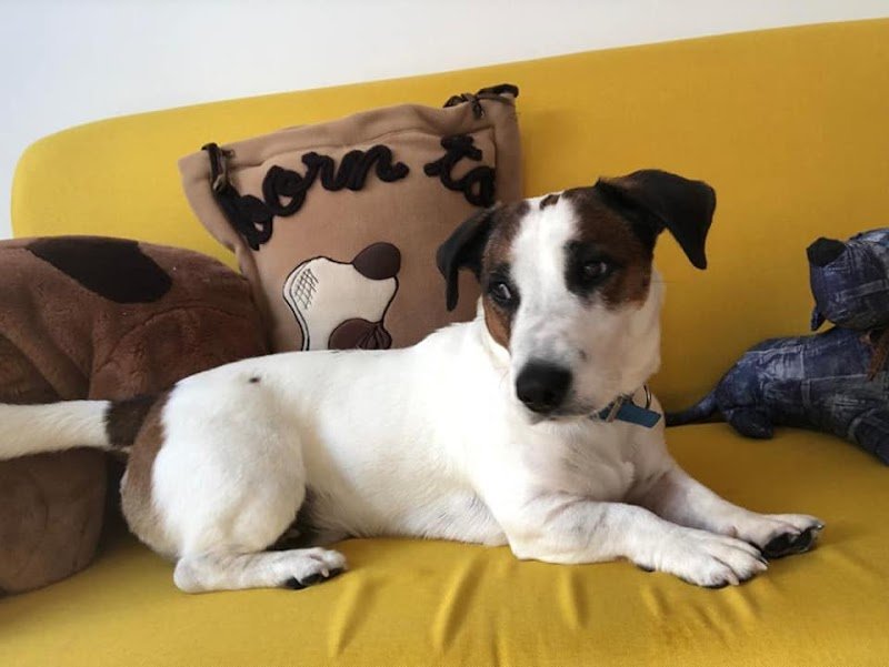 QueridaShop Toelettatura di Silvia Demo - Foto 4