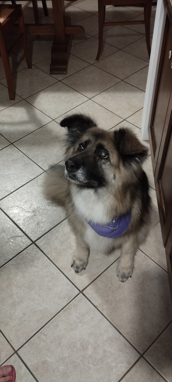 QueridaShop Toelettatura di Silvia Demo - Foto 6