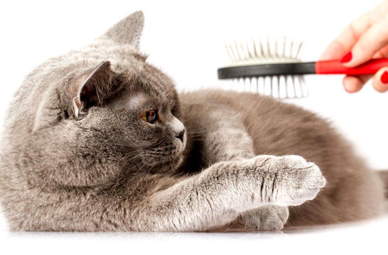 Qui la Zampa di Romano Marco - Foto 3