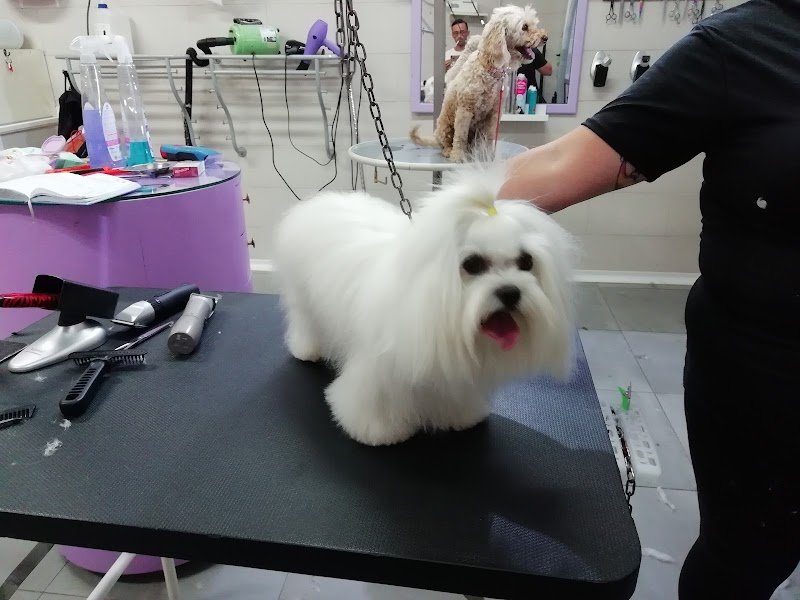 Qui la Zampa di Romano Marco - Foto 4