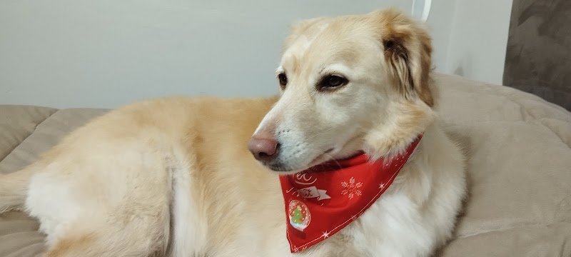 Raffy Grooming - Foto 3