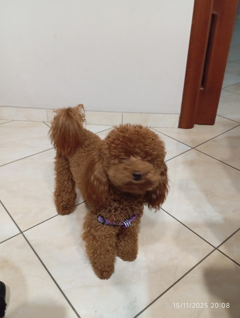 Raffy Grooming - Foto 4