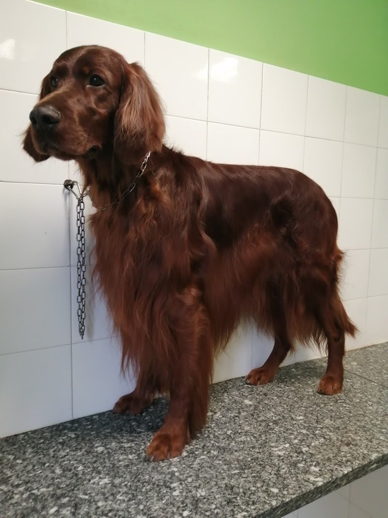 Re Artù toelettatura animali - Foto 1