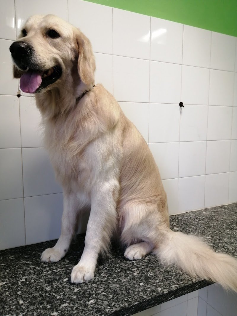 Re Artù toelettatura animali - Foto 2