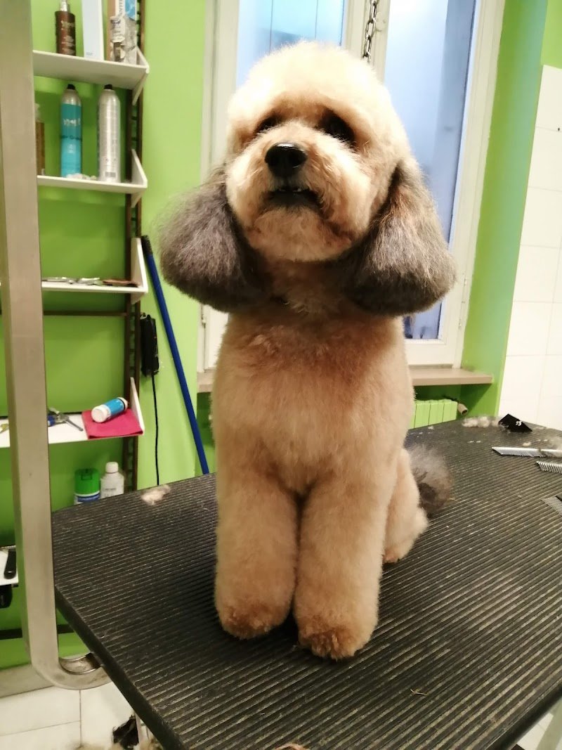 Re Artù toelettatura animali - Foto 3