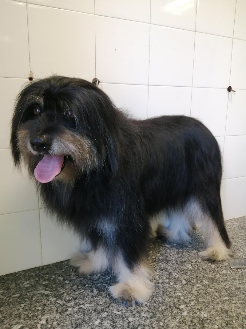 Re Artù toelettatura animali - Foto 4