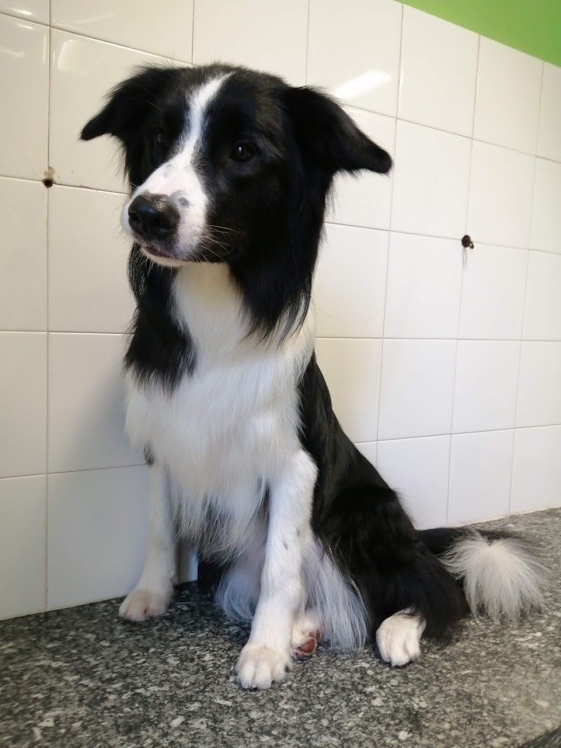 Re Artù toelettatura animali - Foto 5