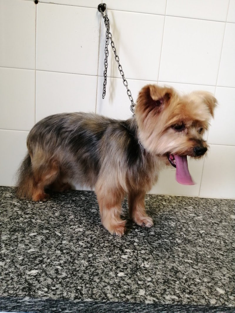 Re Artù toelettatura animali - Foto 6