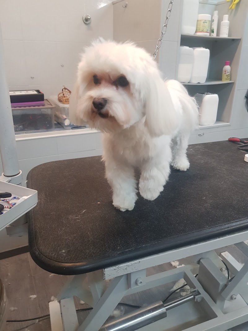 Re Artù Toelettatura - Foto 1