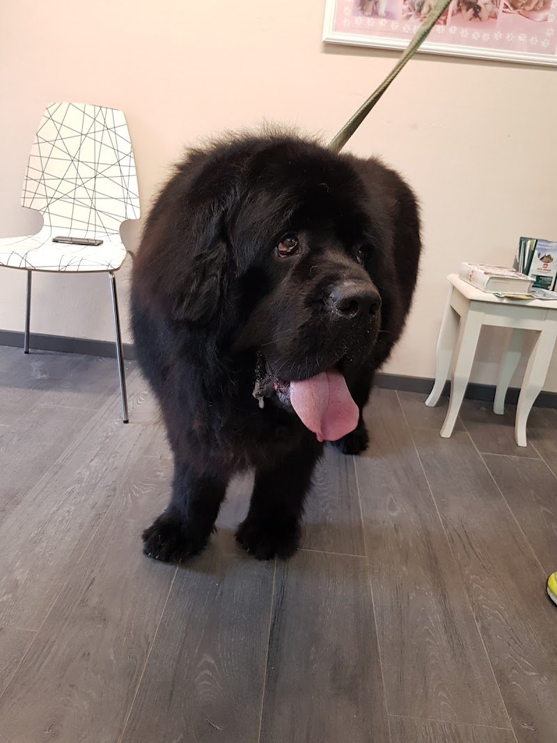 Re Artù Toelettatura - Foto 2