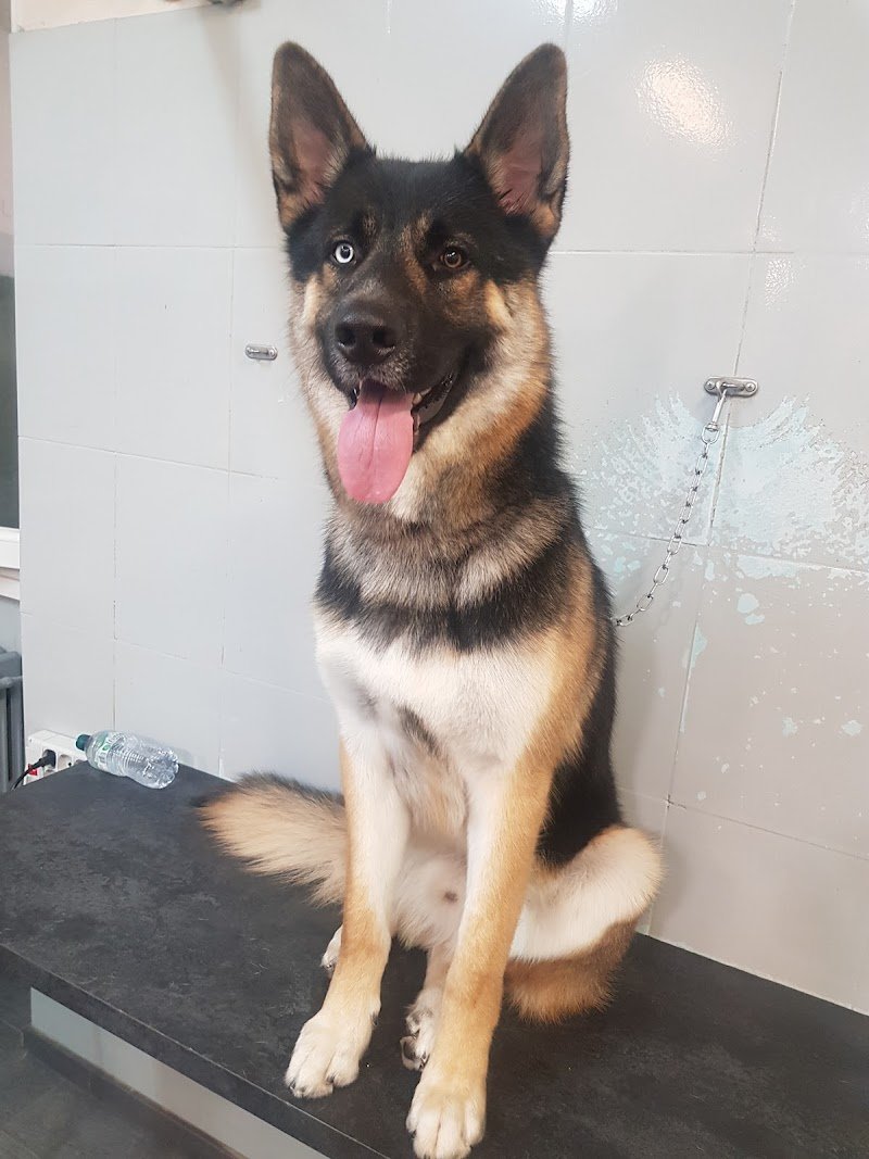 Re Artù Toelettatura - Foto 3