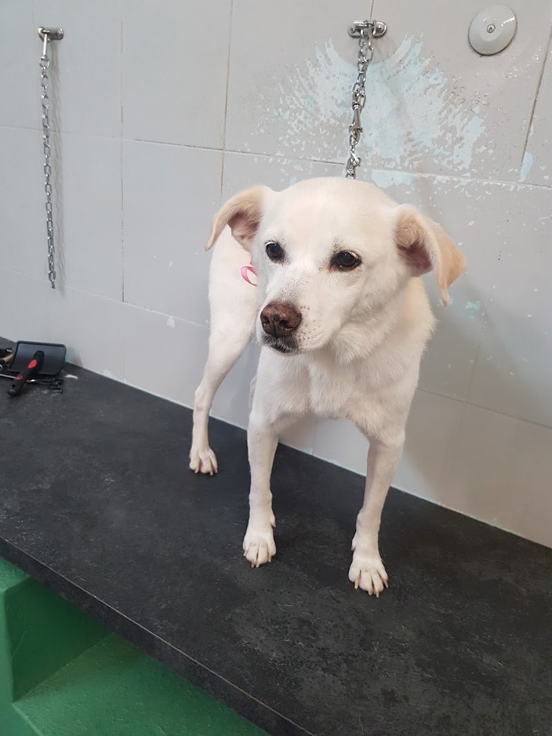 Re Artù Toelettatura - Foto 4