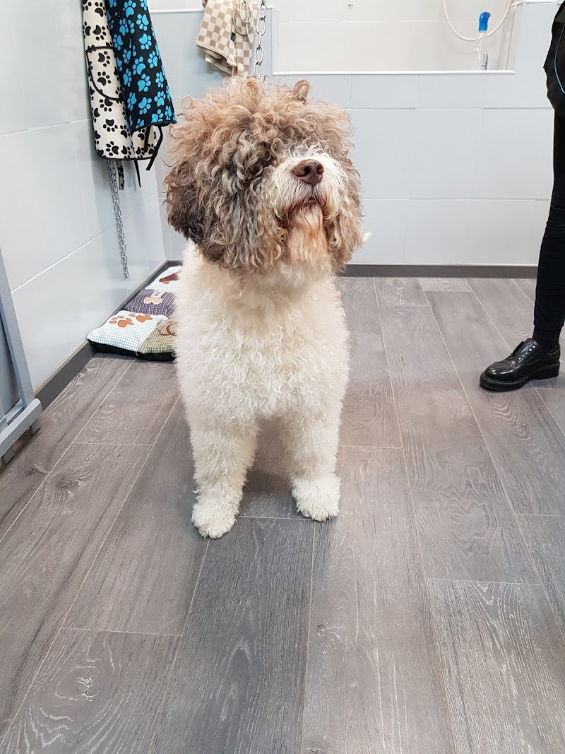 Re Artù Toelettatura - Foto 5