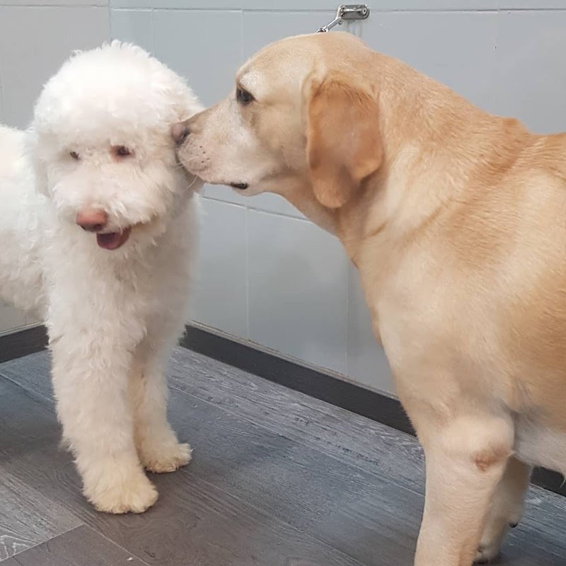 Re Artù Toelettatura - Foto 6