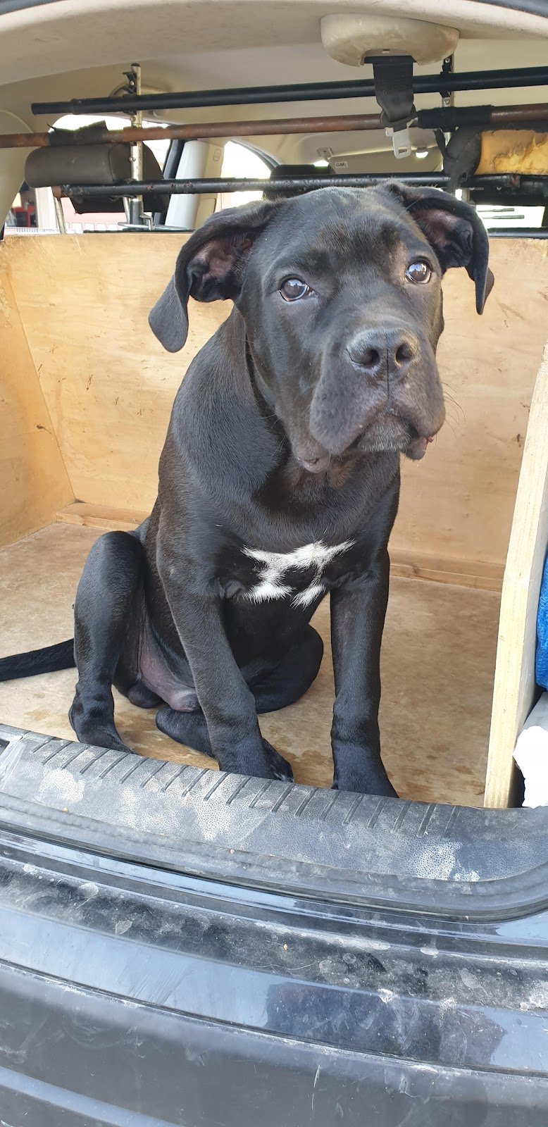 Regno Animale - Foto 1