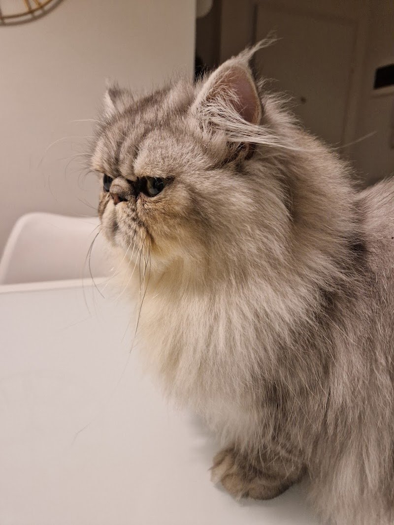 Regno Animale - Foto 6