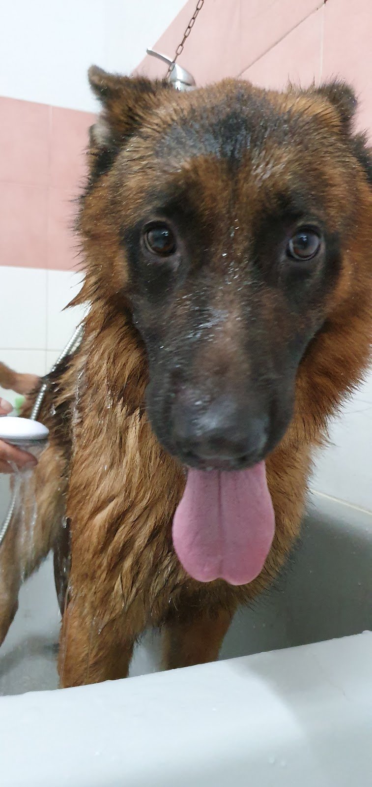 Regno del Cane - Foto 2