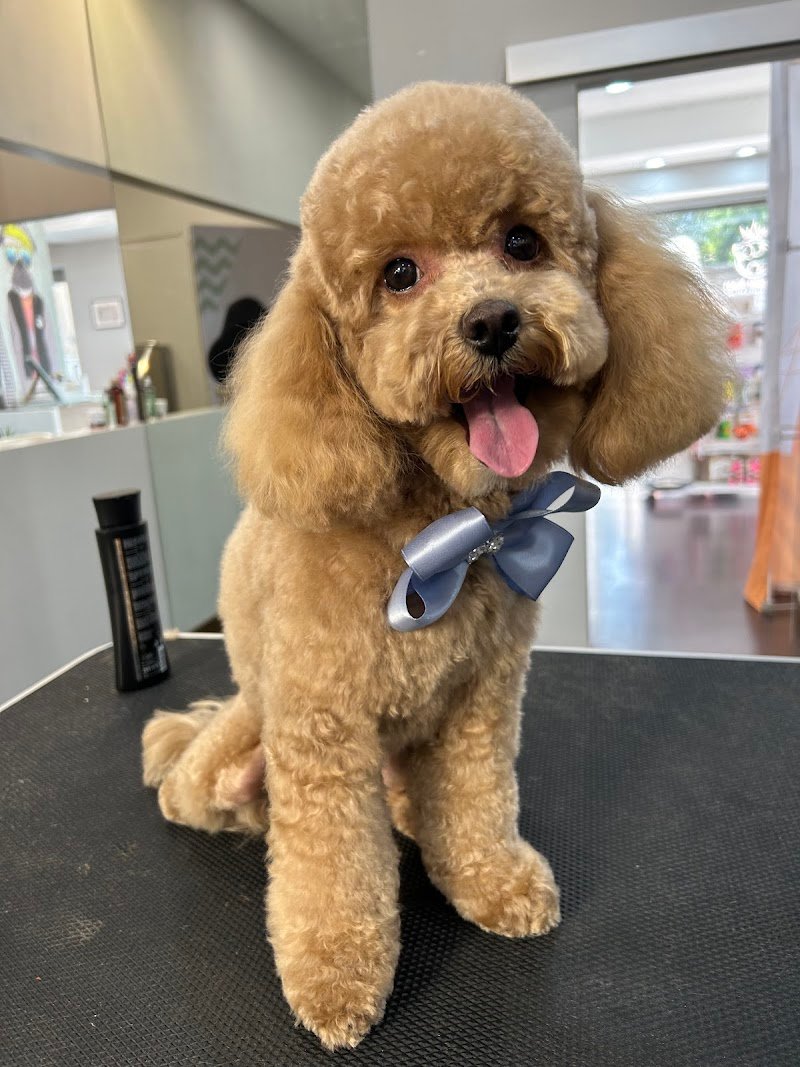 Regno Kan- Toelettatura & Pet Shop - Foto 1