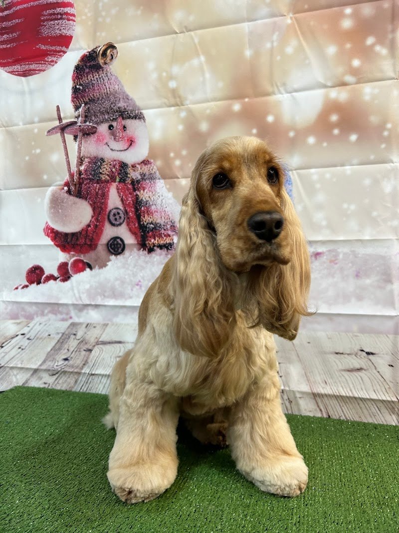 Regno Kan- Toelettatura & Pet Shop - Foto 2