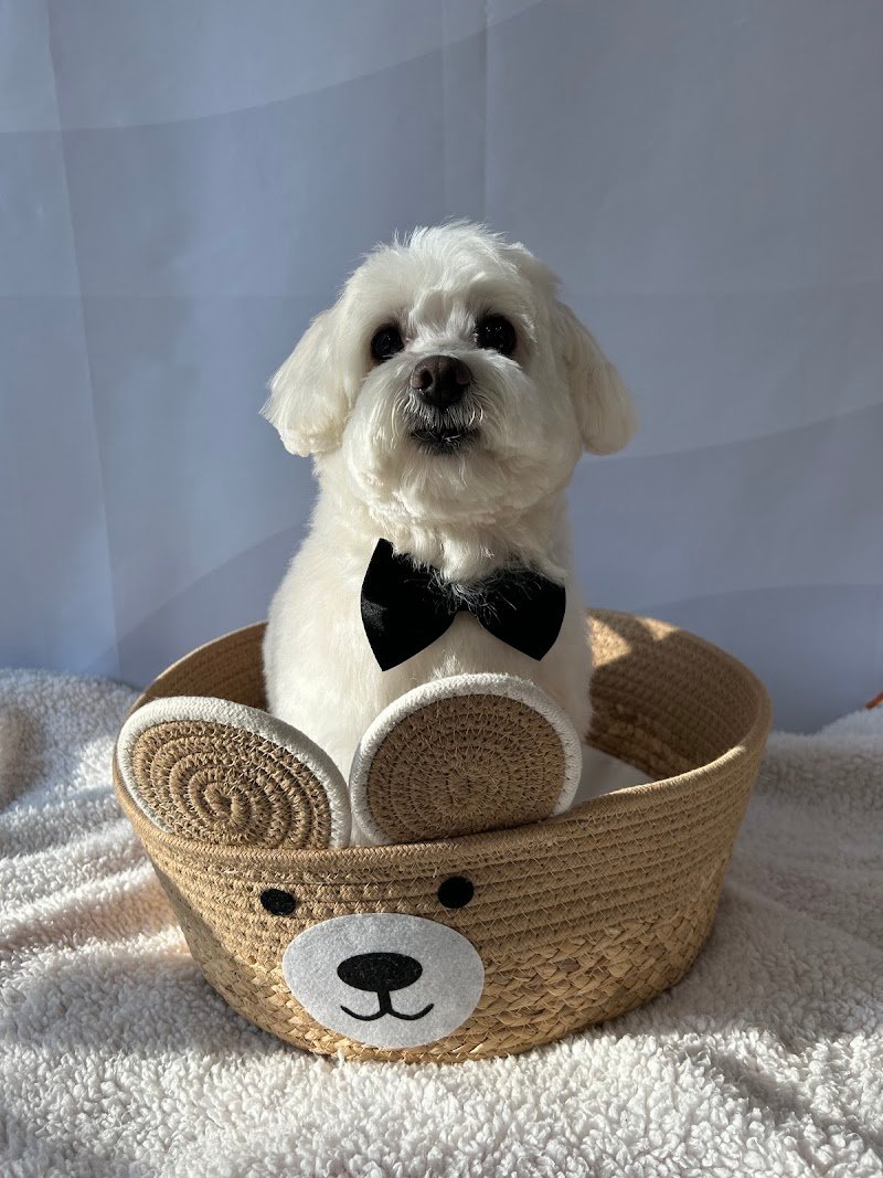 Regno Kan- Toelettatura & Pet Shop - Foto 4