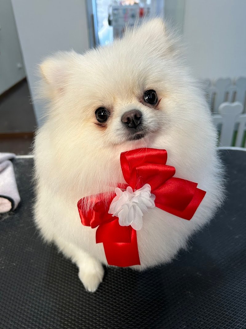 Regno Kan- Toelettatura & Pet Shop - Foto 5