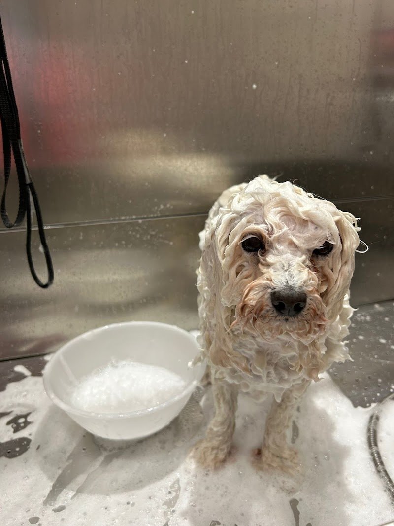 Regno Kan- Toelettatura & Pet Shop - Foto 6