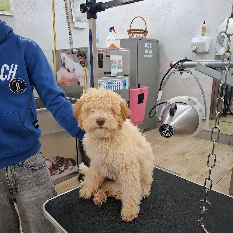 Rex Wash Self Service Per Animali - Foto 4