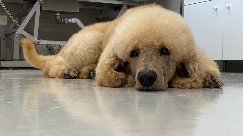 RicciCapricci di Angela Piacentini - Foto 1