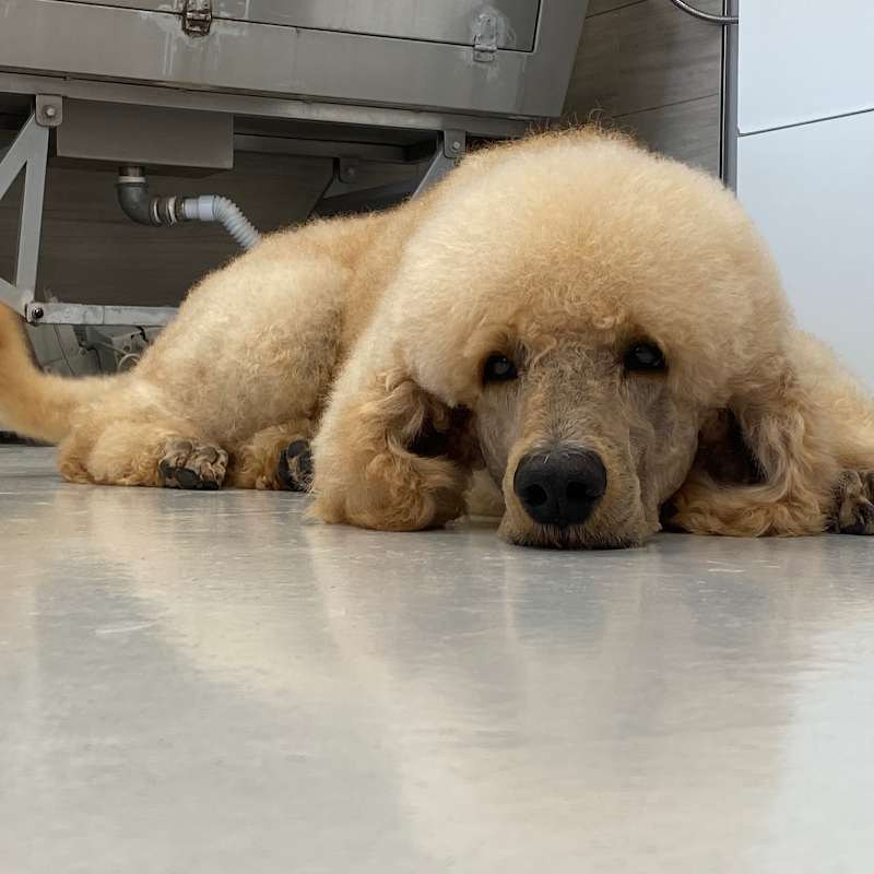 RicciCapricci di Angela Piacentini - Foto 3