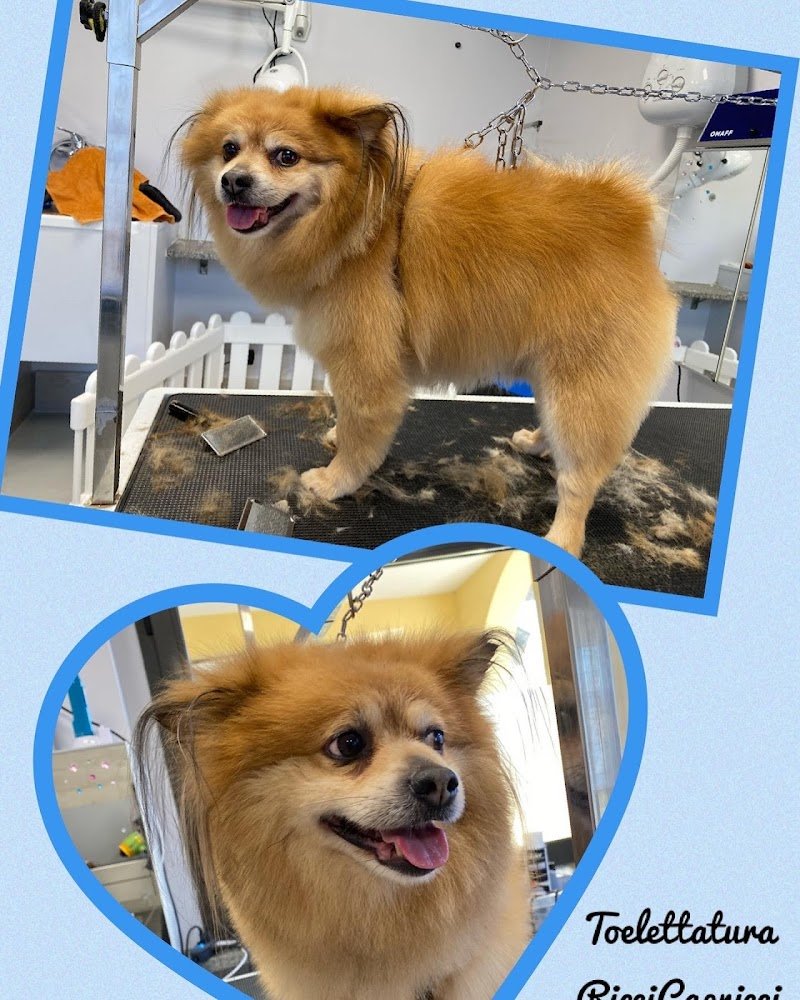 RicciCapricci di Angela Piacentini - Foto 4