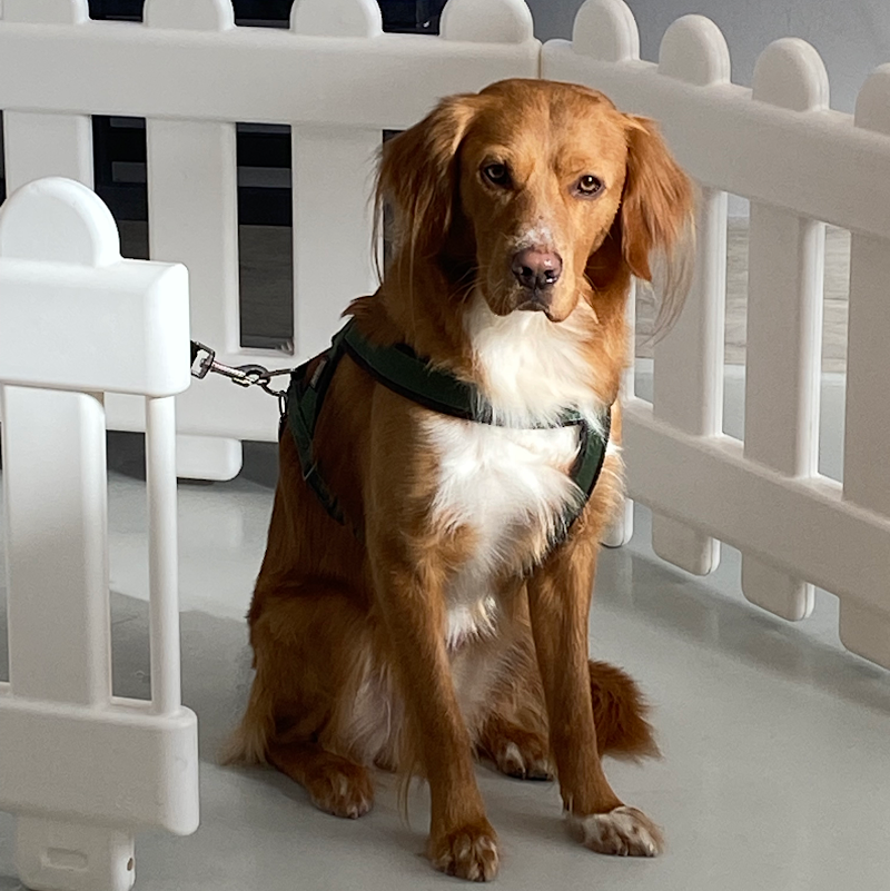 RicciCapricci di Angela Piacentini - Foto 5