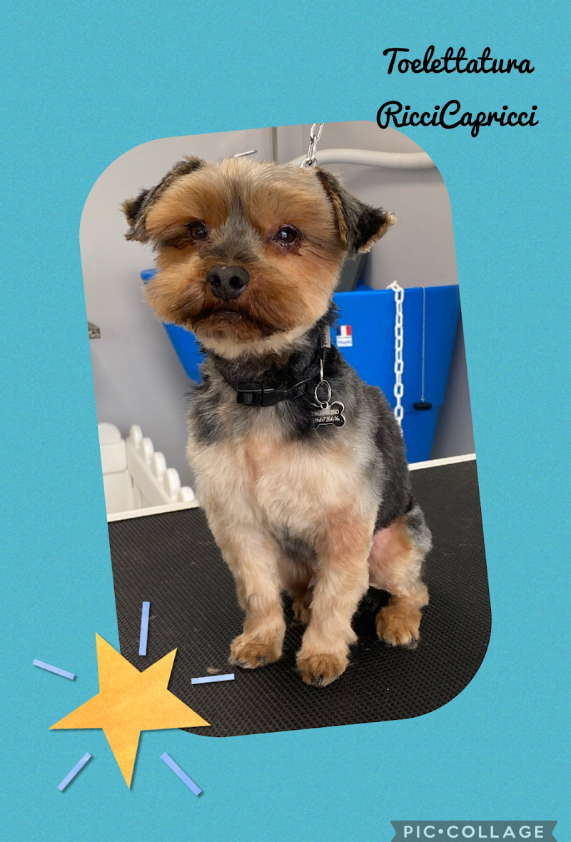 RicciCapricci di Angela Piacentini - Foto 6