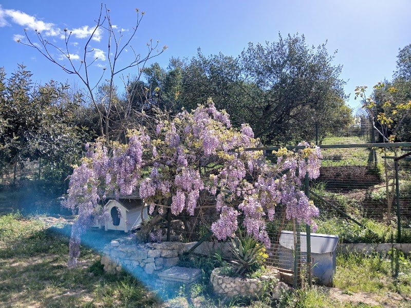 Rifugio "Alma Tamborrino" Ass. Nat. Prot.Animali sezione Ginosa Taranto - Foto 1