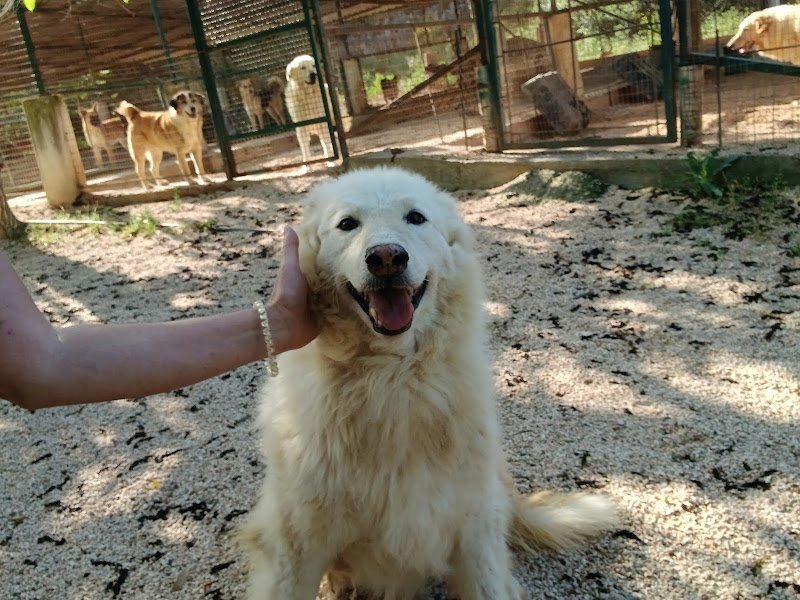 Rifugio "Alma Tamborrino" Ass. Nat. Prot.Animali sezione Ginosa Taranto - Foto 2