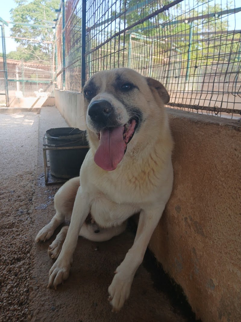 Rifugio "Alma Tamborrino" Ass. Nat. Prot.Animali sezione Ginosa Taranto - Foto 3