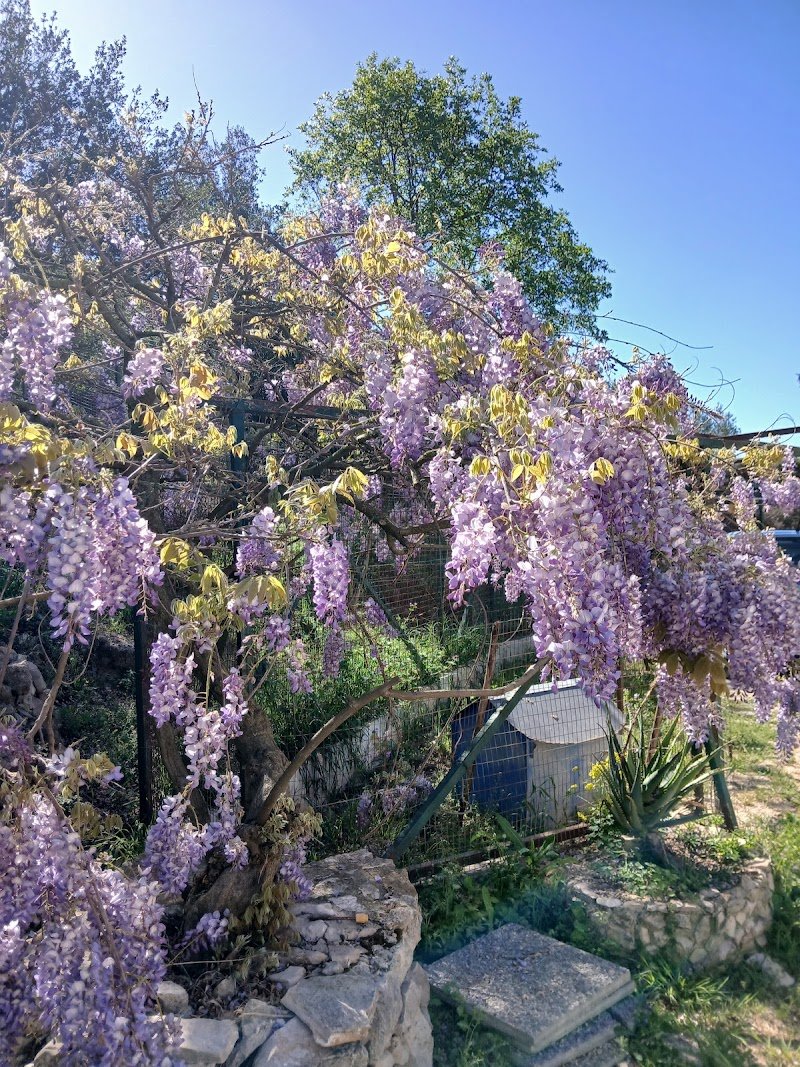 Rifugio "Alma Tamborrino" Ass. Nat. Prot.Animali sezione Ginosa Taranto - Foto 4