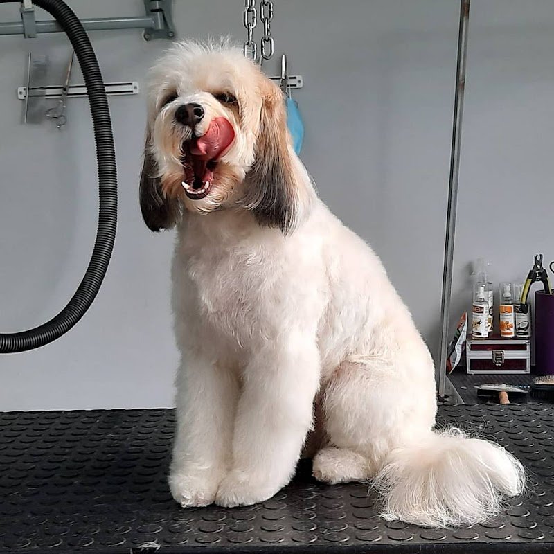 Rino's Pet Grooming - Foto 2