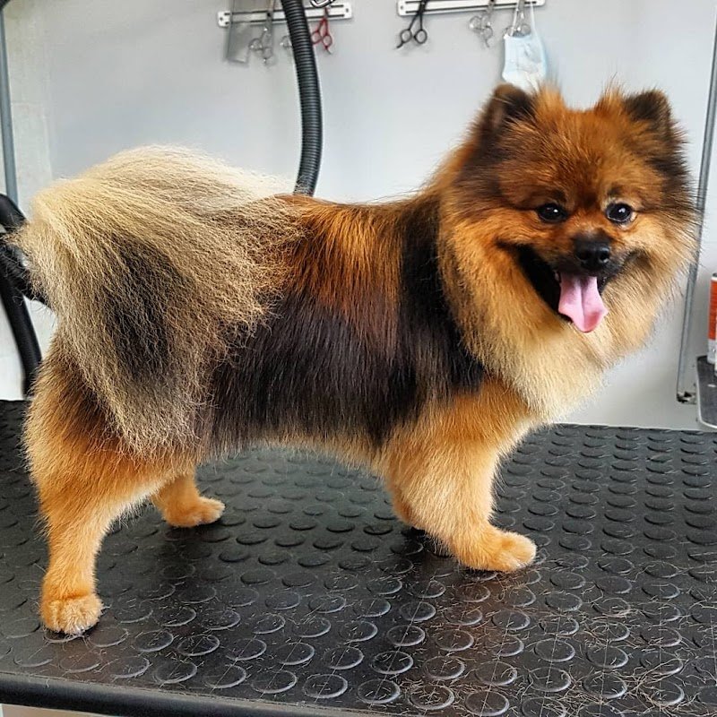 Rino's Pet Grooming - Foto 3