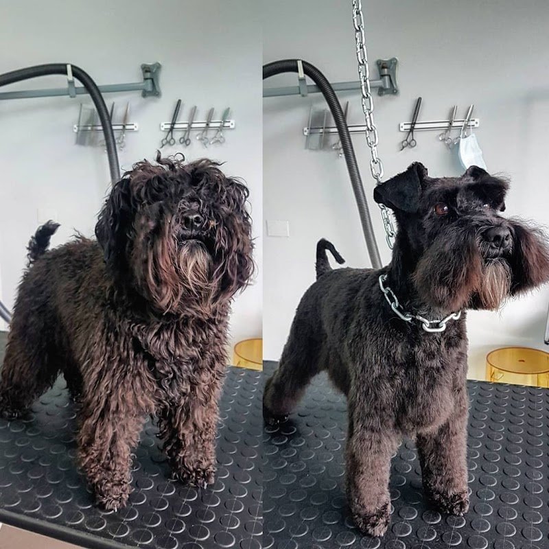 Rino's Pet Grooming - Foto 4