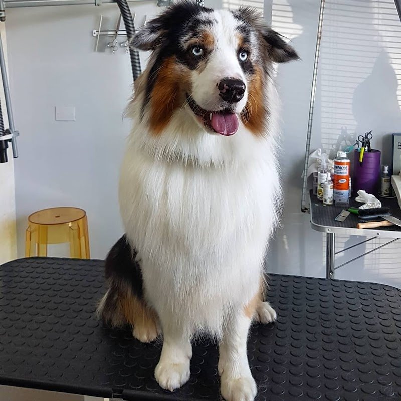 Rino's Pet Grooming - Foto 5