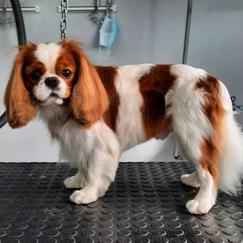 Rino's Pet Grooming - Foto 6