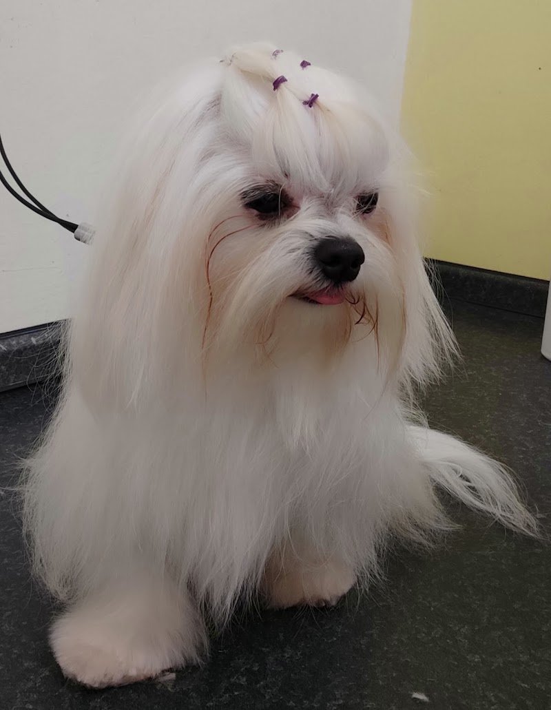 Riscodinzolo Toelettatura - Foto 5