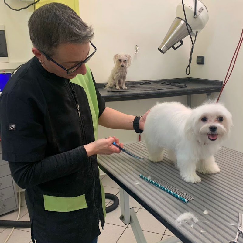 Riscodinzolo Toelettatura - Foto 6